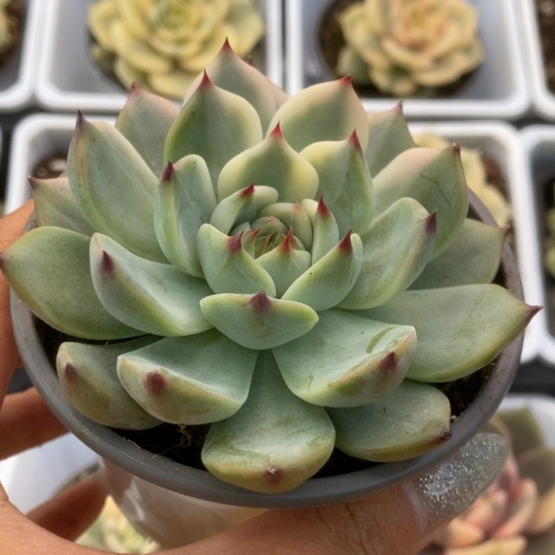 088锦锦锦锦锦锦锦锦