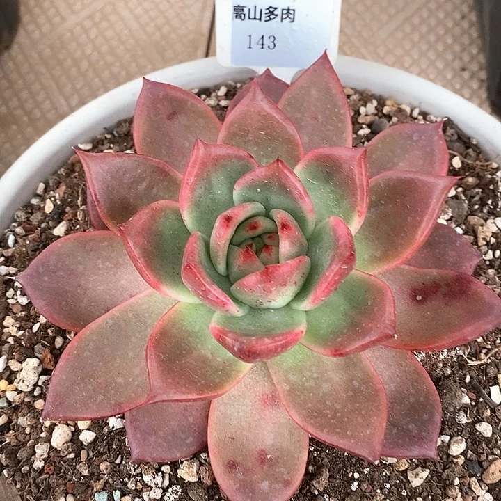 D143- 直播福利 红钻