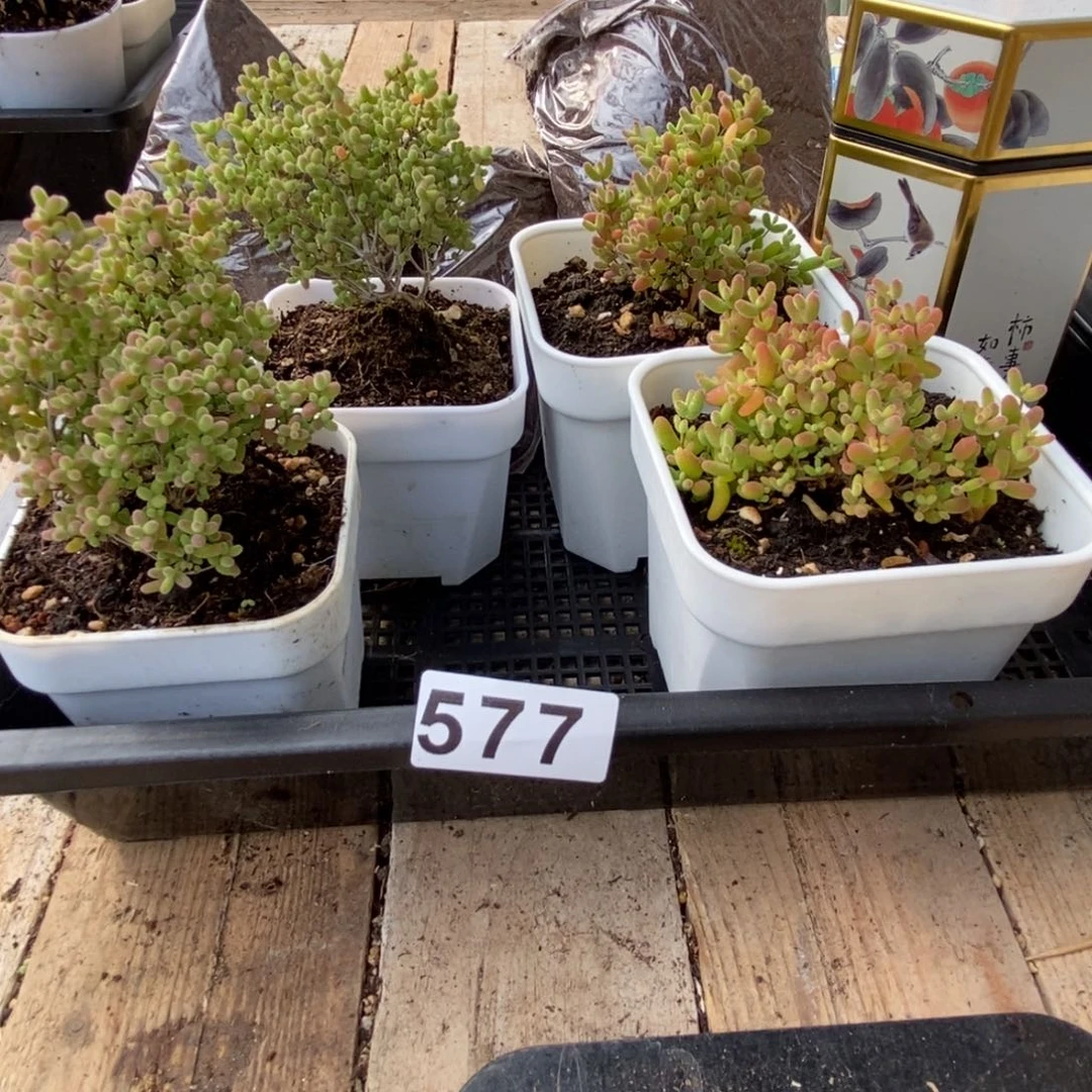 枝干番杏多肉植物577