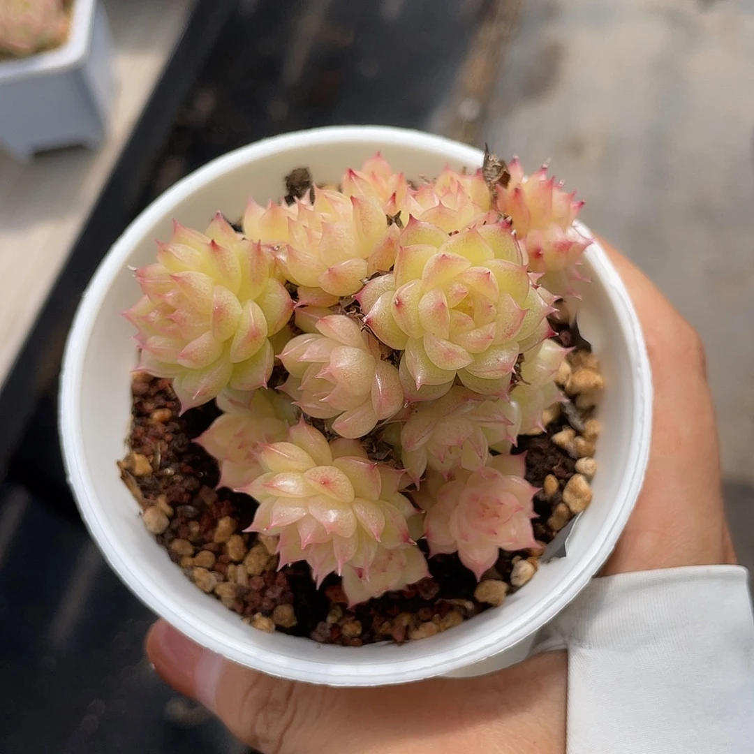 优选麦杆福利1068