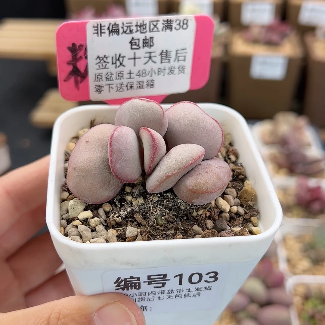 103白肌红蛋多肉