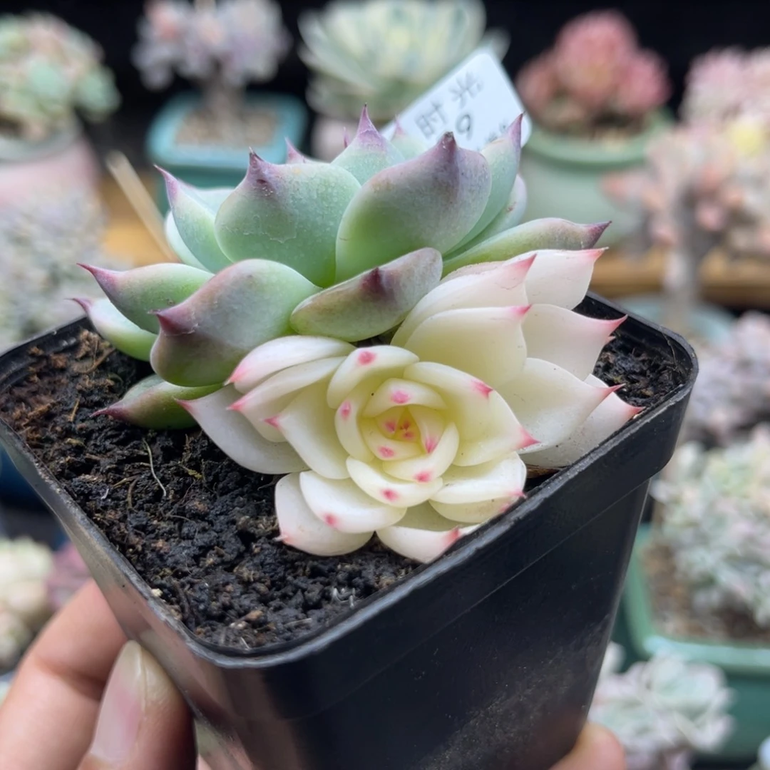 シ****?759 带陶瓷盆发货 满28包邮