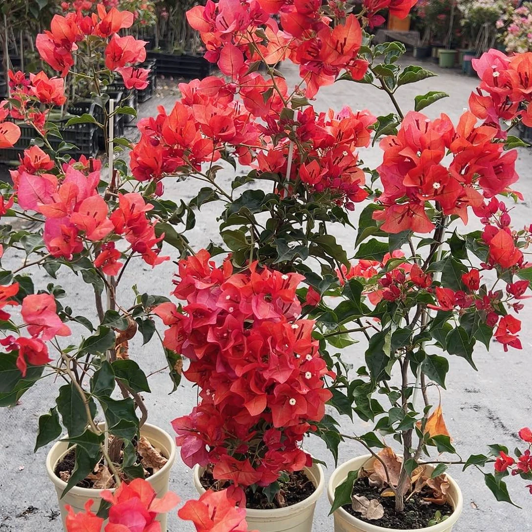 大部分花苞少量开放蒙娜丽莎红带竹一棵