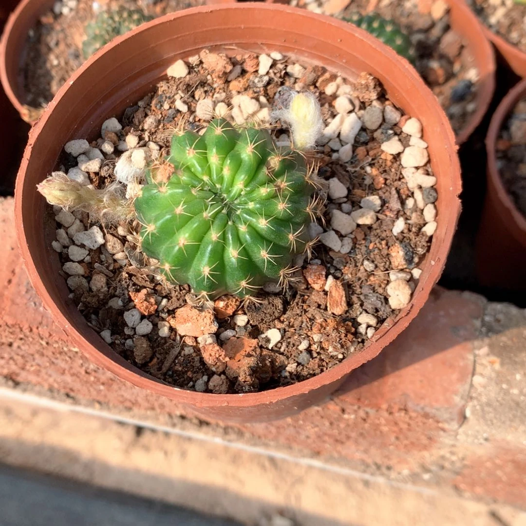 m****g1031实生丽花瑕疵球