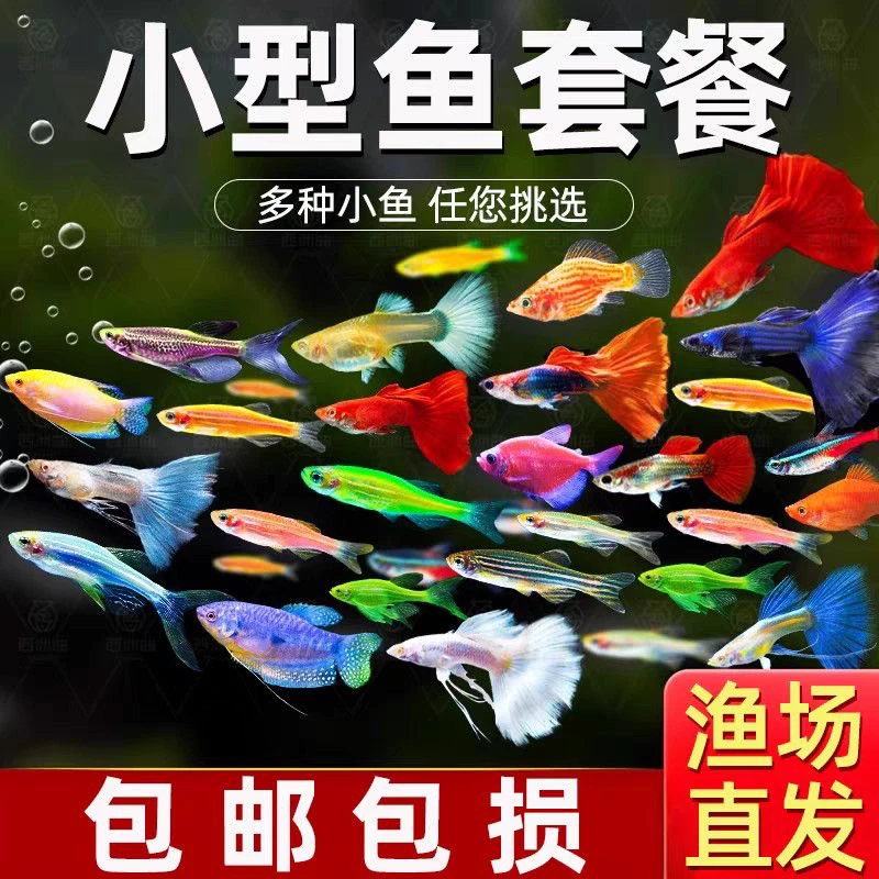 斑马鱼+孔雀鱼套餐活鱼小型热带观赏鱼淡水好养耐活鱼苗