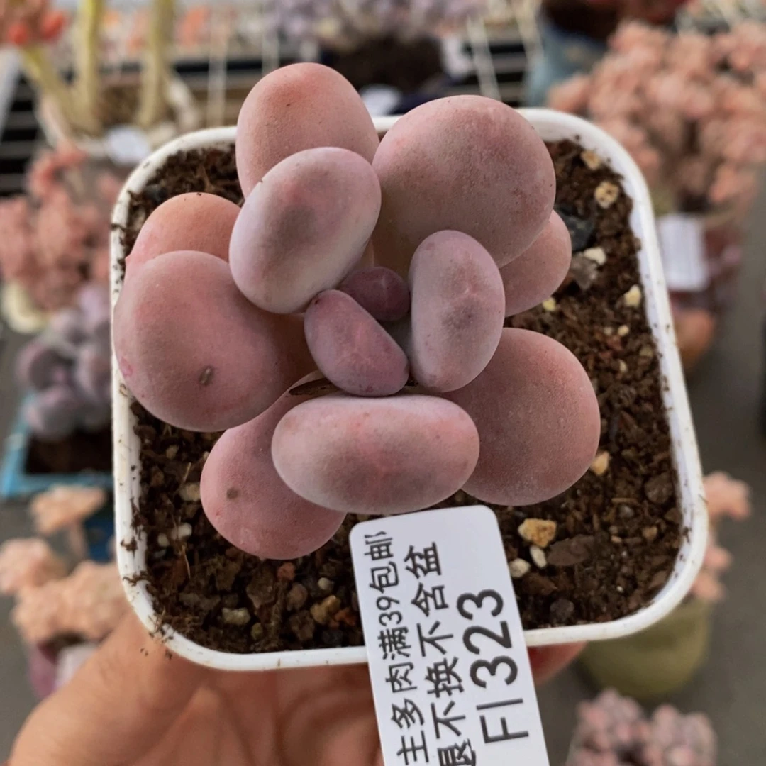 橙雪球323/5cm多肉i