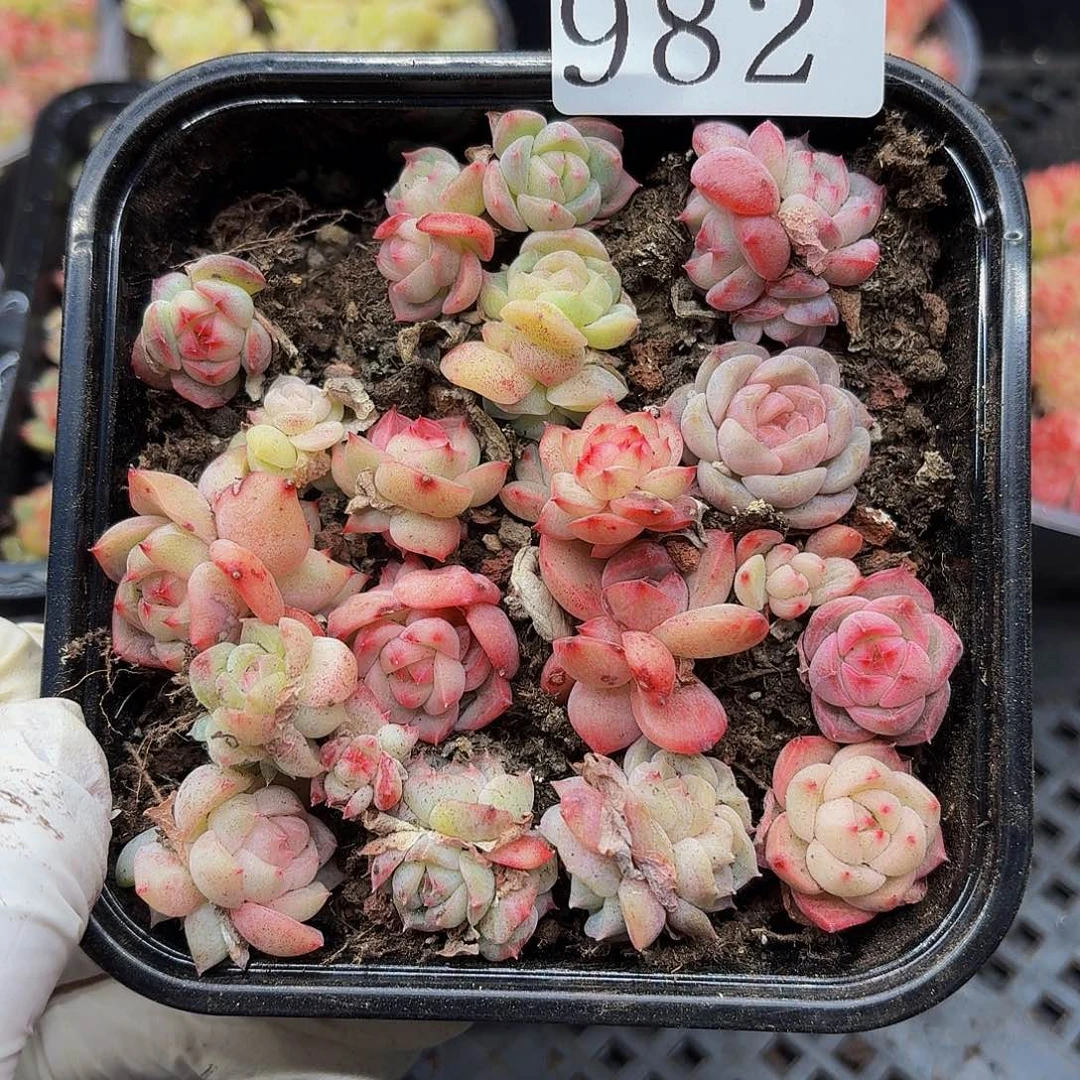 多肉植物多肉植物982