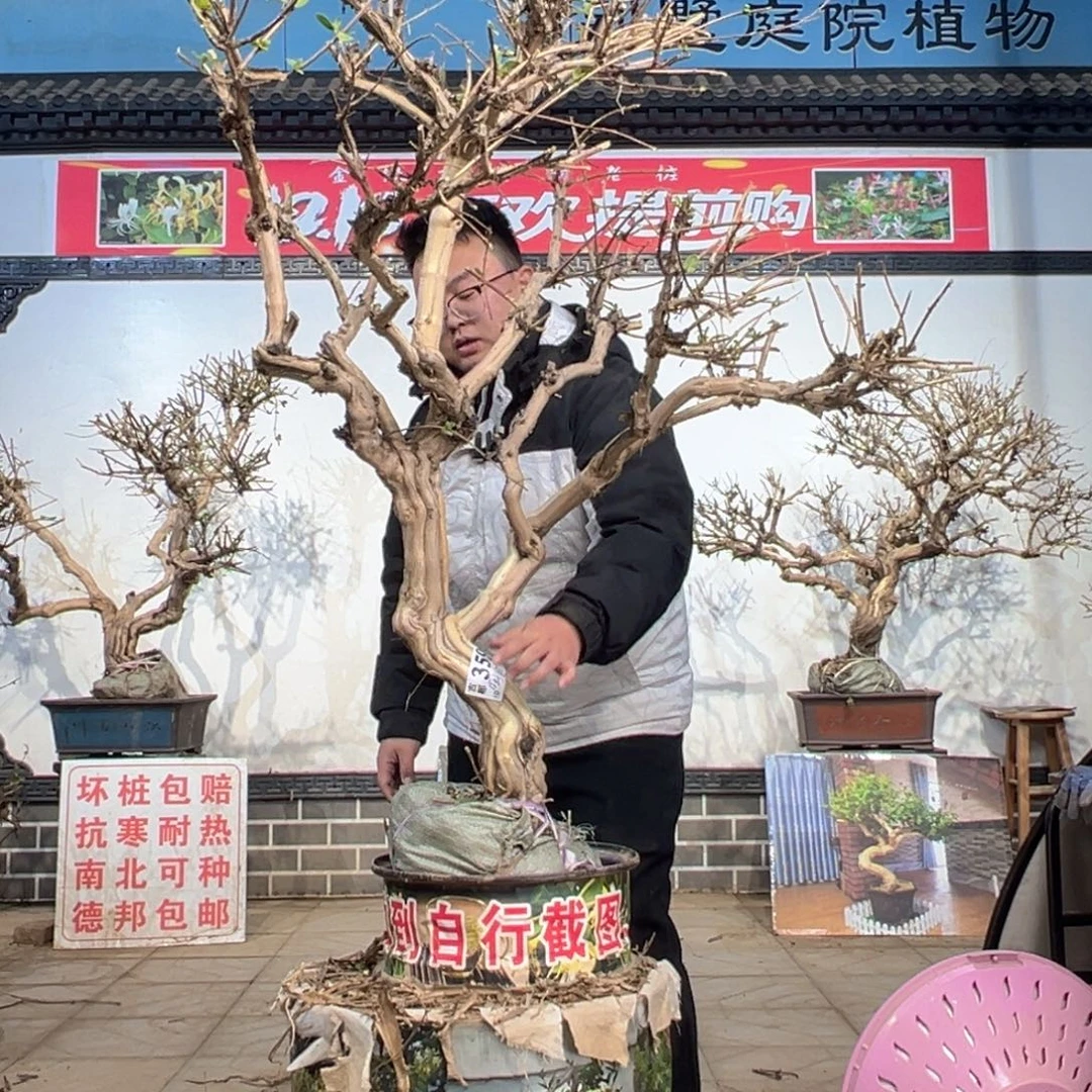 无花朵金银花555855555555555585