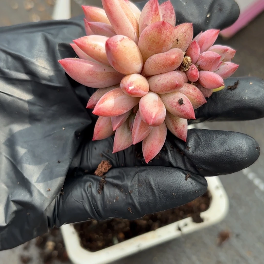 炎*肉肉肉肉肉肉肉