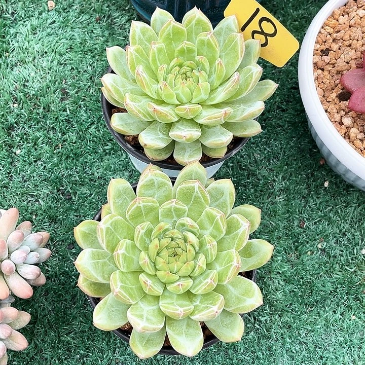 米可奶18号码牌子的话题