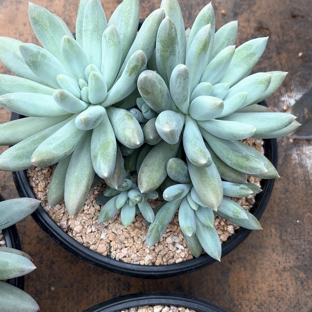 @***哥多肉植物多肉植物