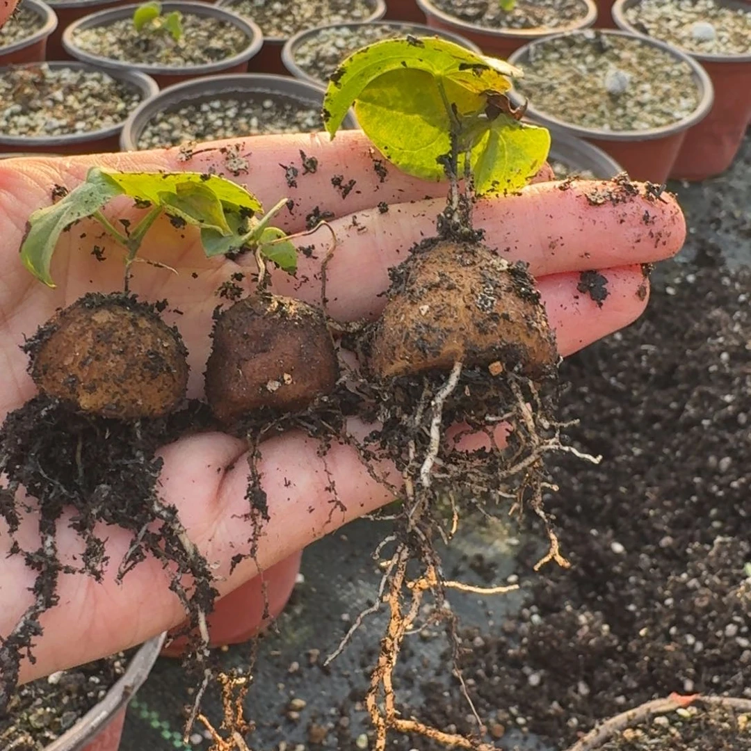 南非龟甲龙一物一拍多肉