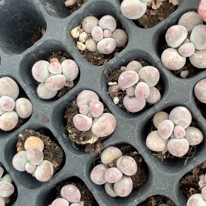 彩虹奶发5颗满18包邮