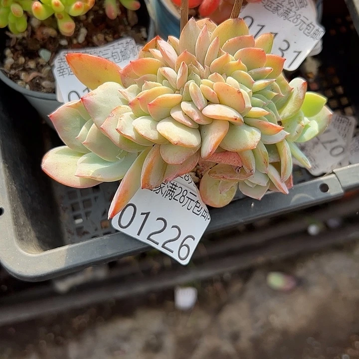 幸运的人是我自己吧