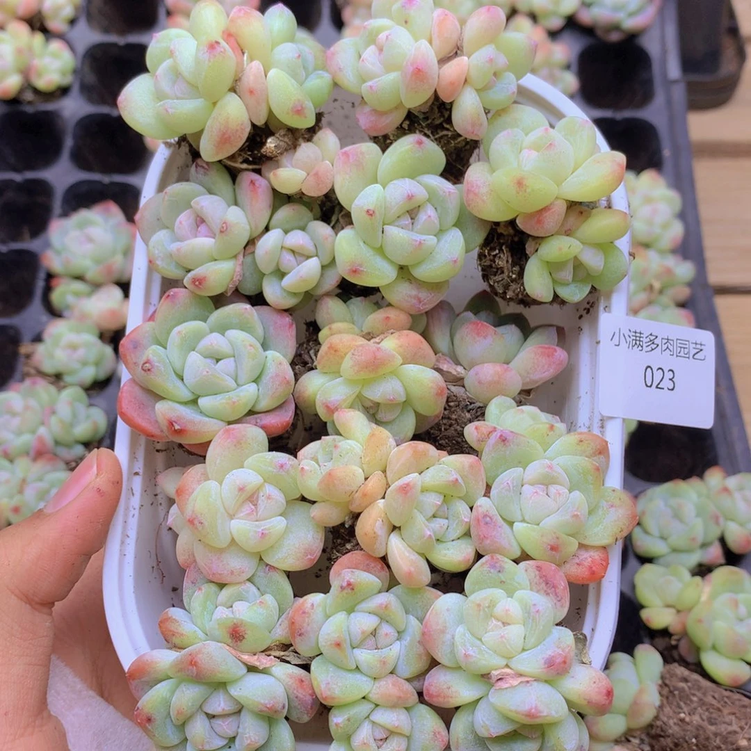 我要睡觉了哦晚安023