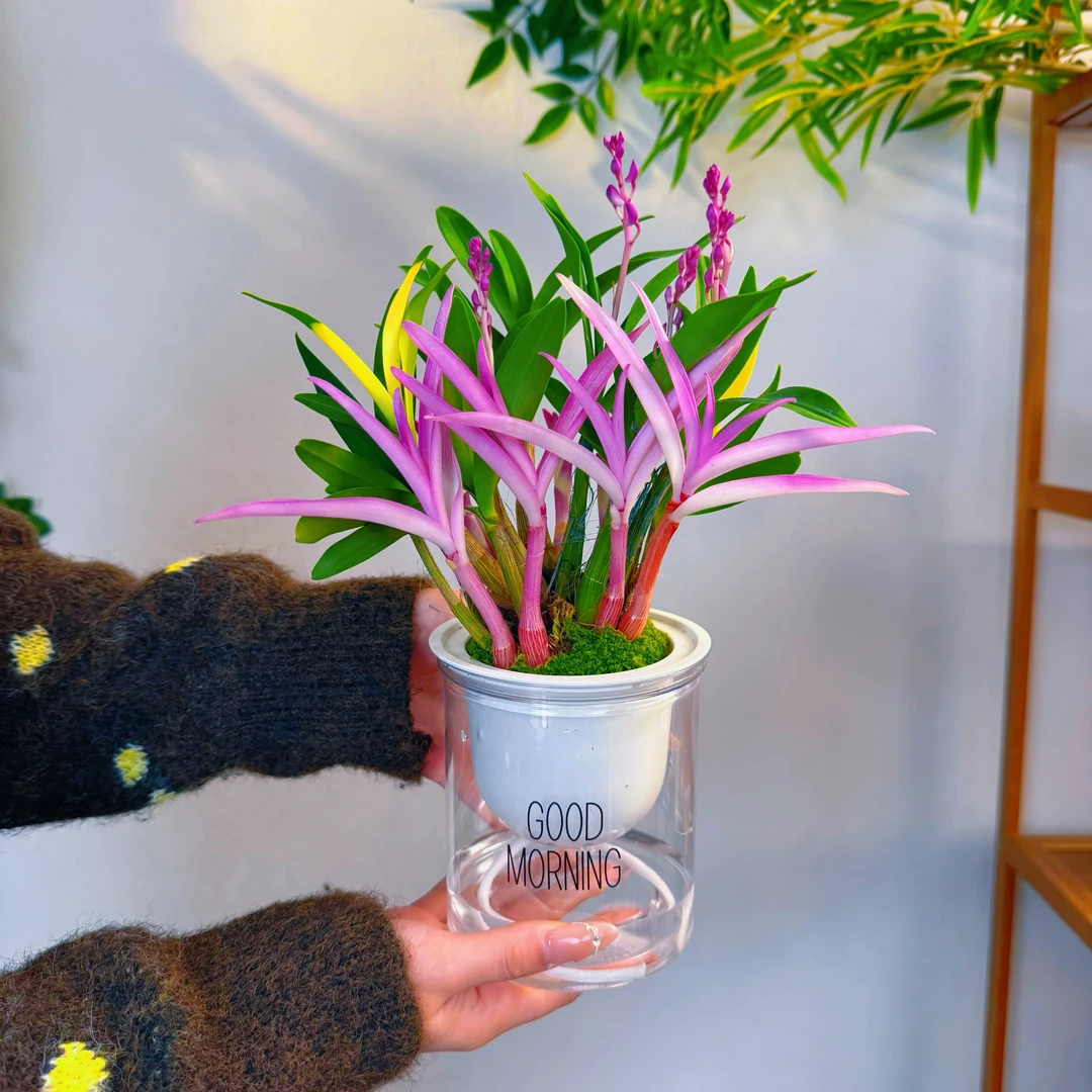 【少量款】12苗 七彩红宝石石斛兰（ 带红花苞 带红芽 带盆  ）