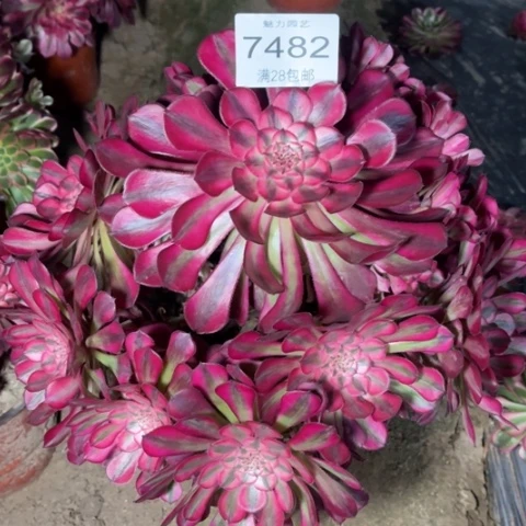 久**心红铜多肉多肉7482