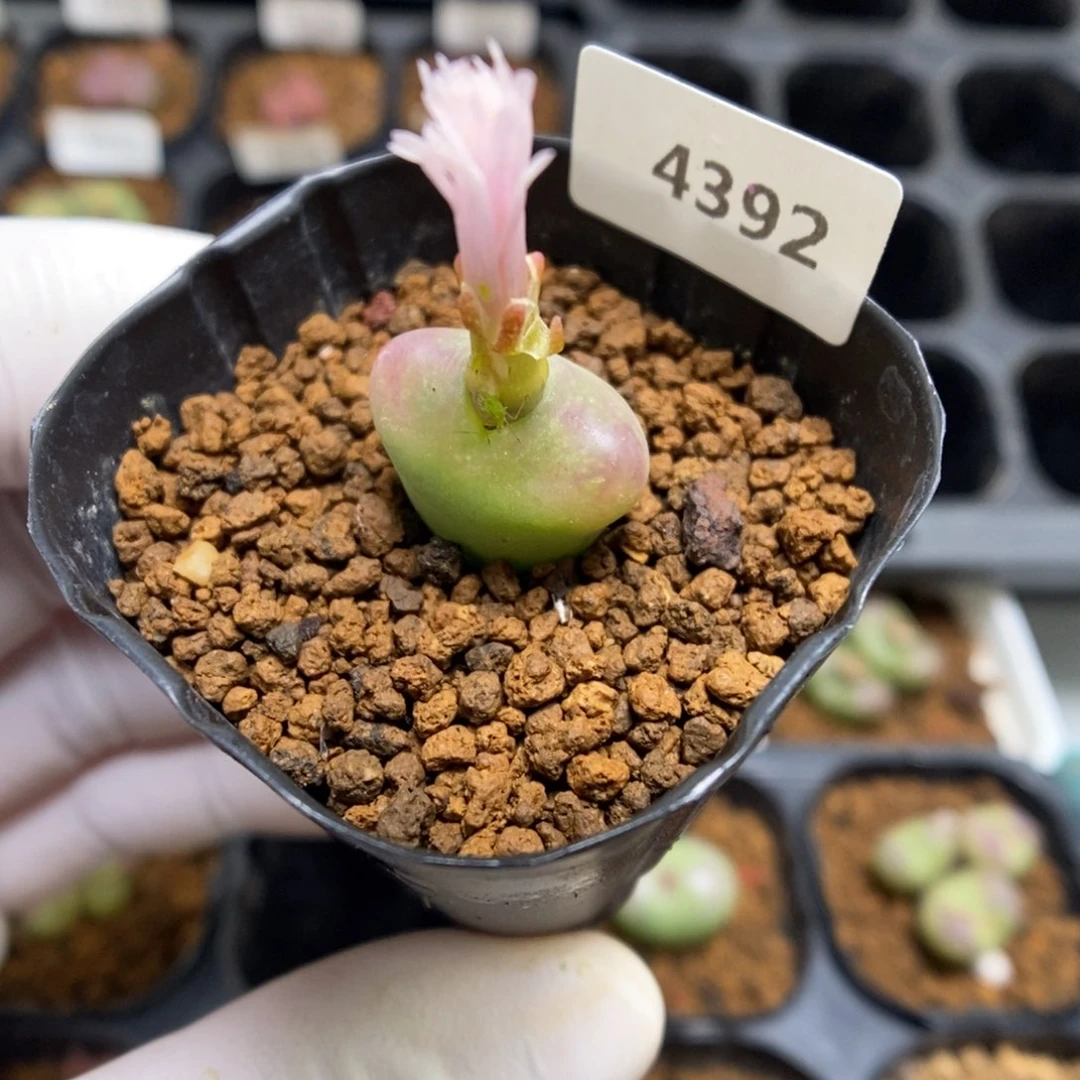 多肉植物肉锥杂交K-4392