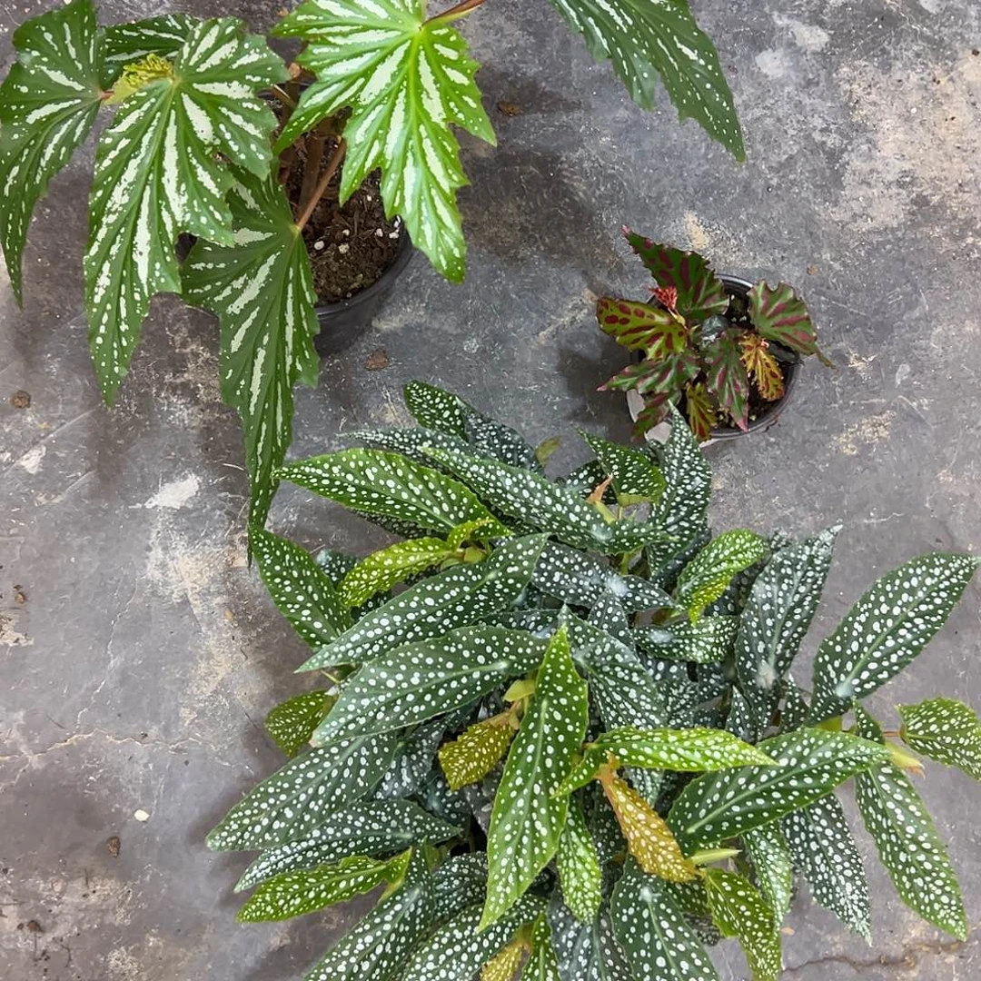 完全开放秋海棠一物一拍专用链接