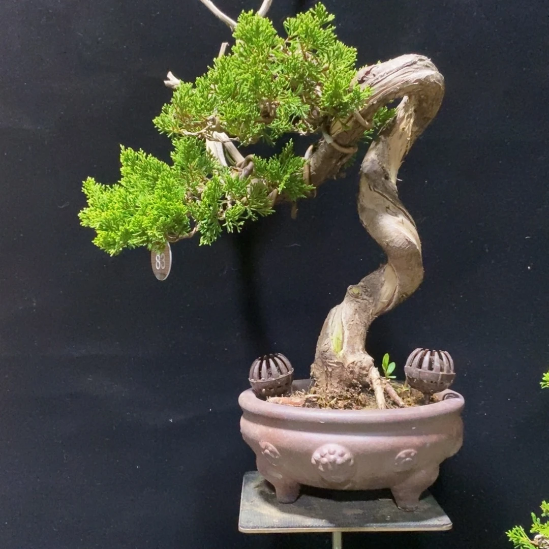 快***轩无花朵柏树树枝干和小树林