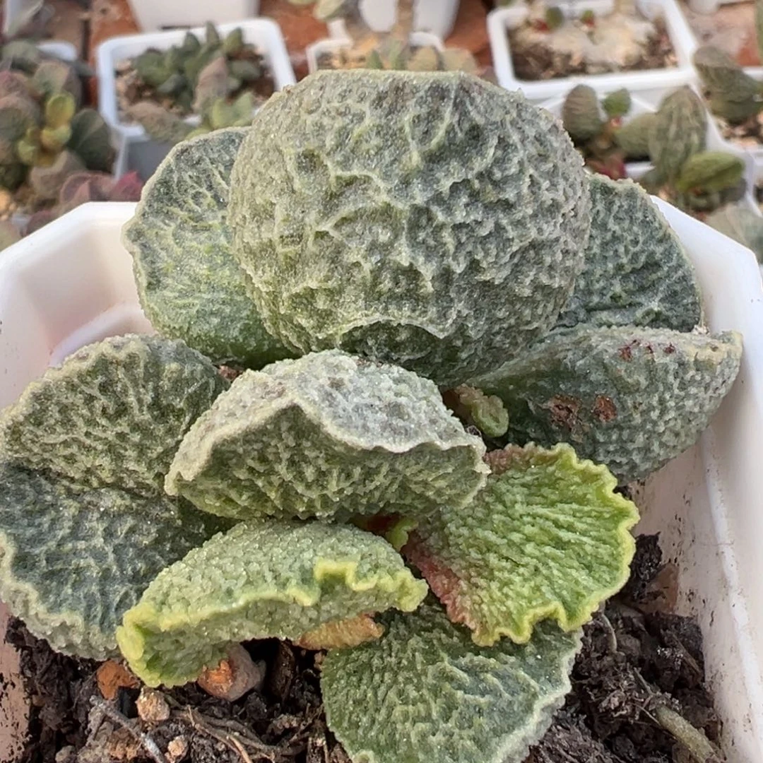 实生新品多头纯木质桩多肉植物