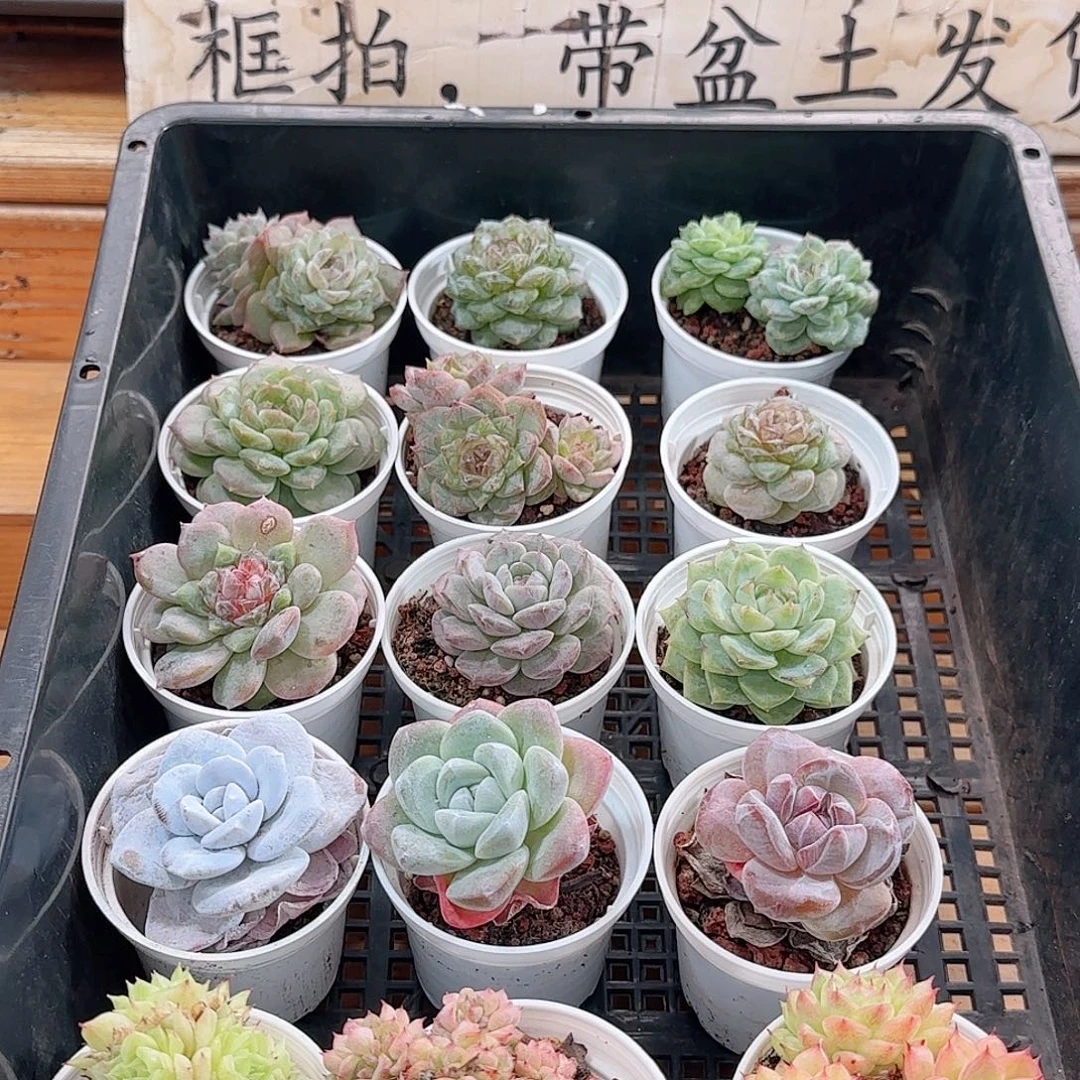 框拍多肉1014--02