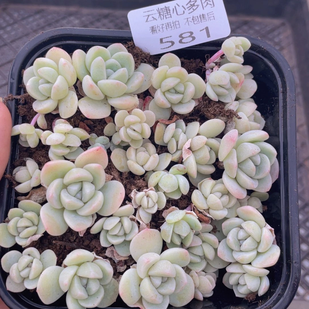 云糖心多肉植物581