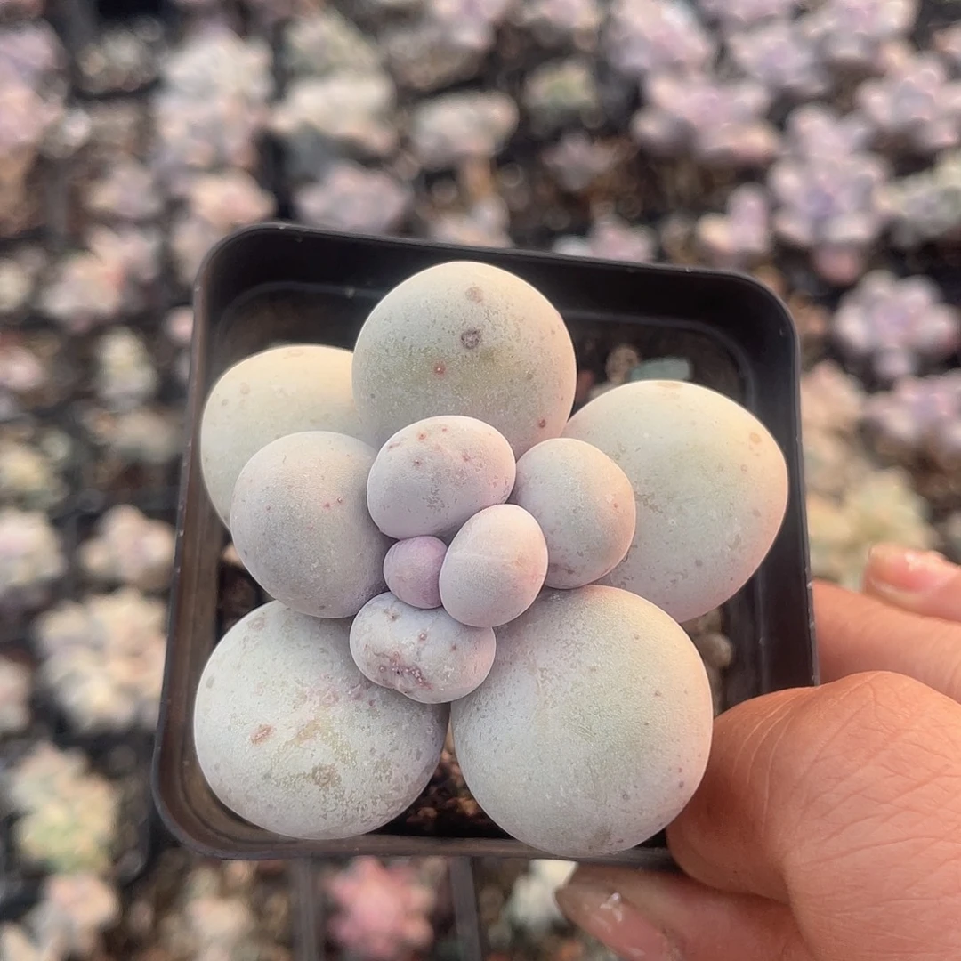 大叶奶 脱土发货 7口盆