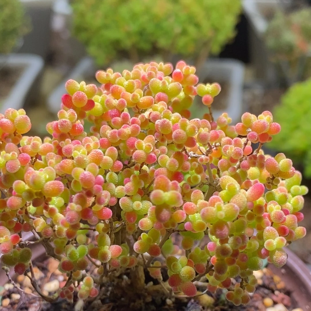 蜜桔枝干番杏861