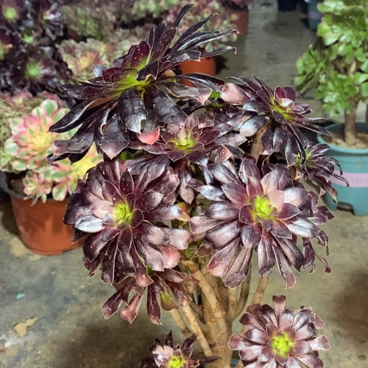 墨法多肉植物57。