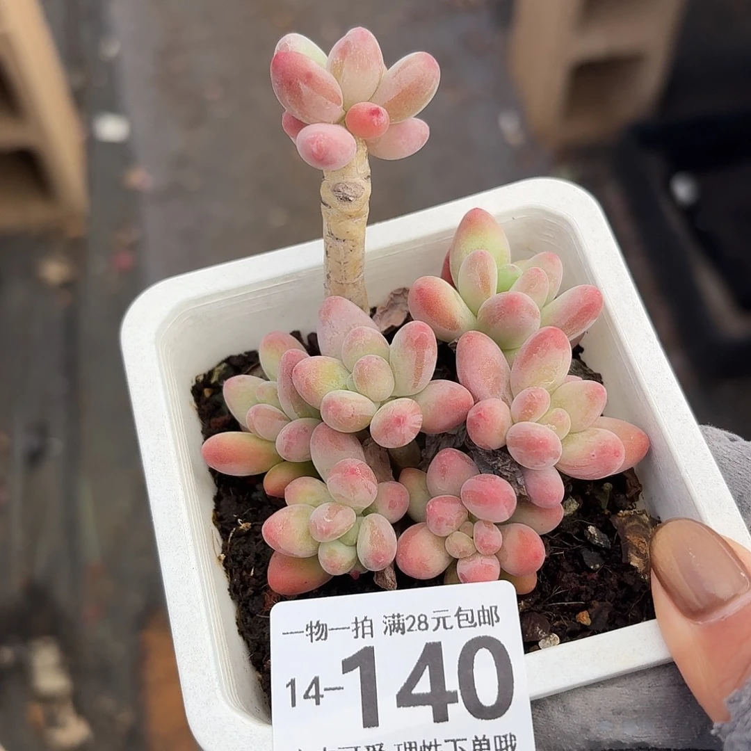 樱花奶无盆土发货无