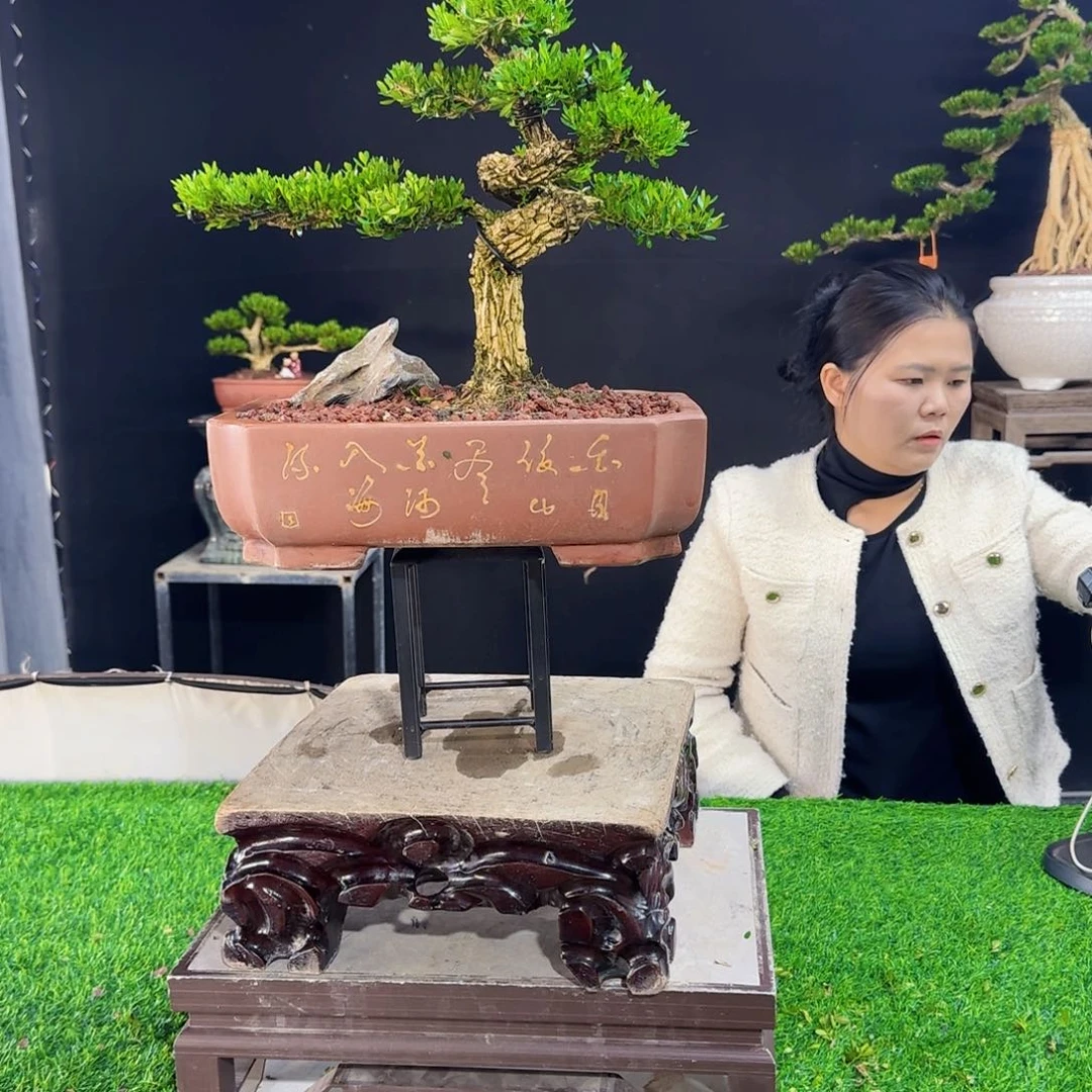 当前无花朵，栽培后可花朵