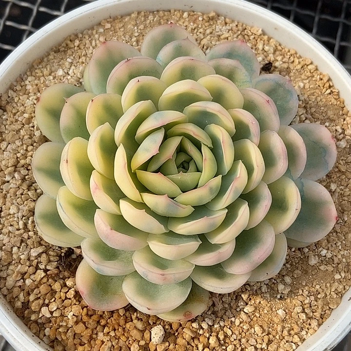 草莓冰锦多肉植物