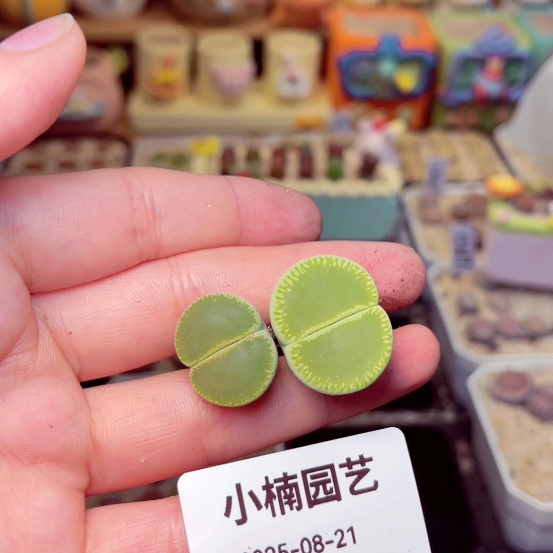 月***南26号带盆包邮发货