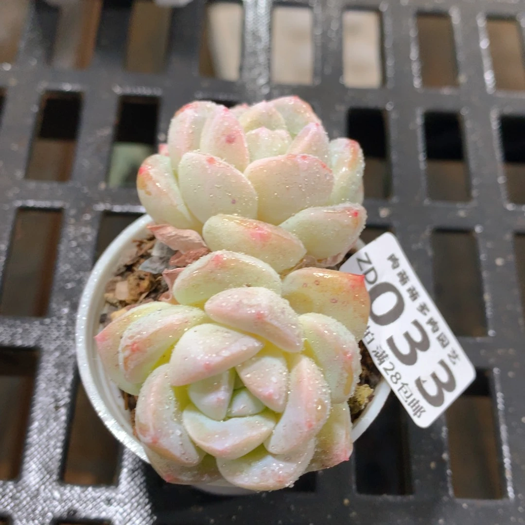 肉萌萌拇指盆精控多肉ZD033