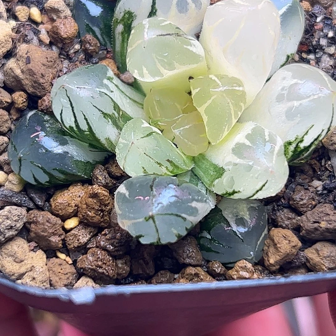 水晶锦十二卷多肉植物园