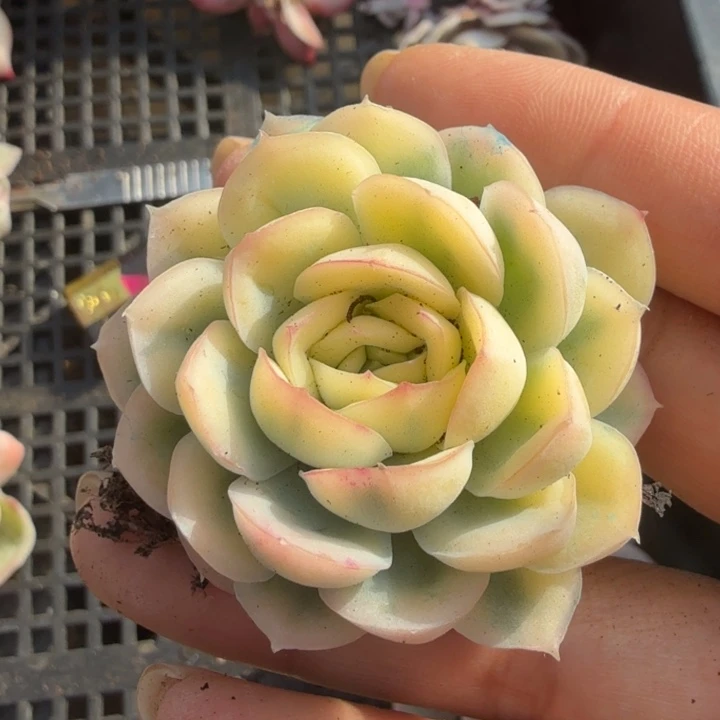 草莓冰锦腹轮锦多肉锦