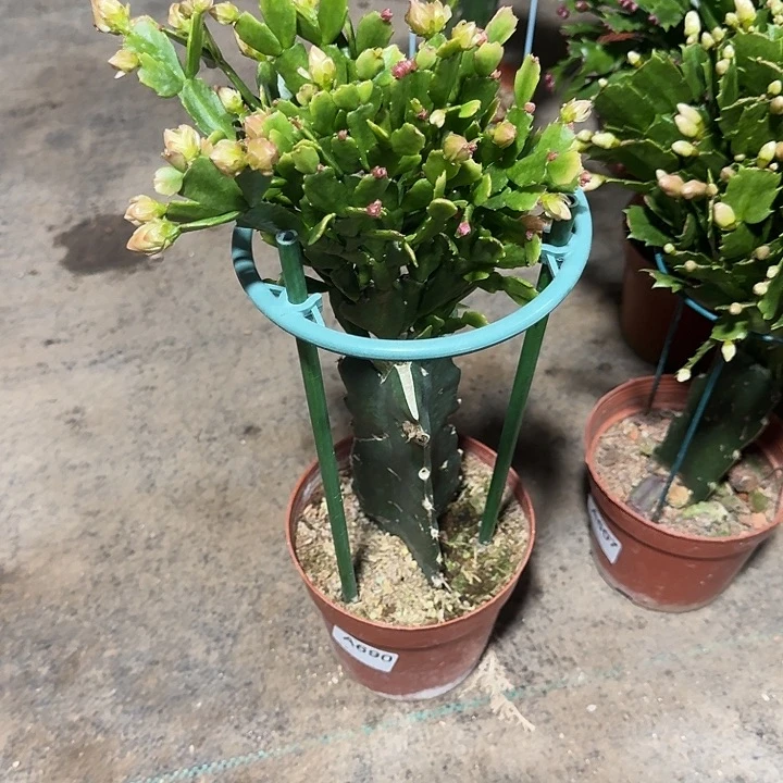 罗***兄大部分开放少量花苞690嫁接028