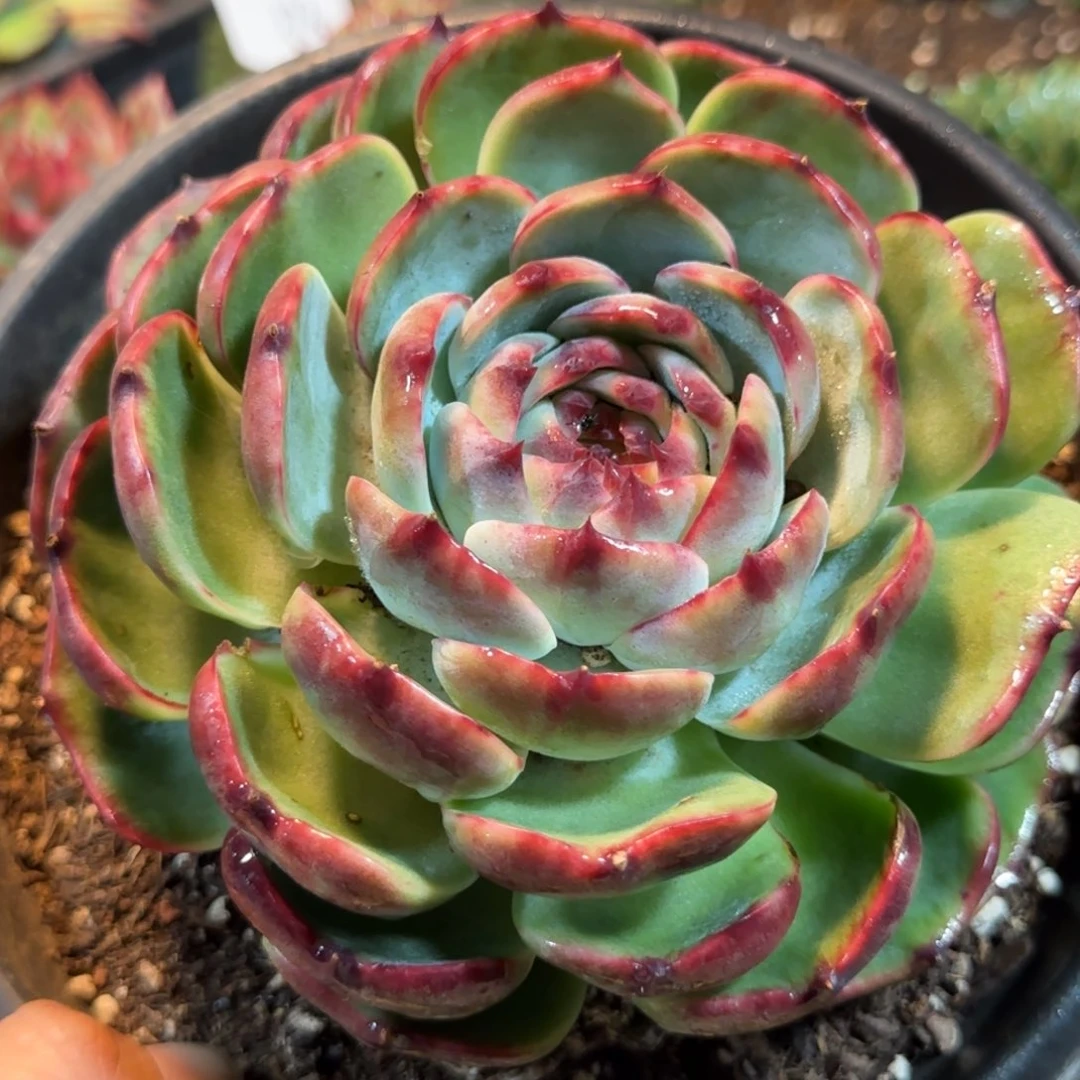 炫蝶叶惊鸿一物一拍包装收缩花旱