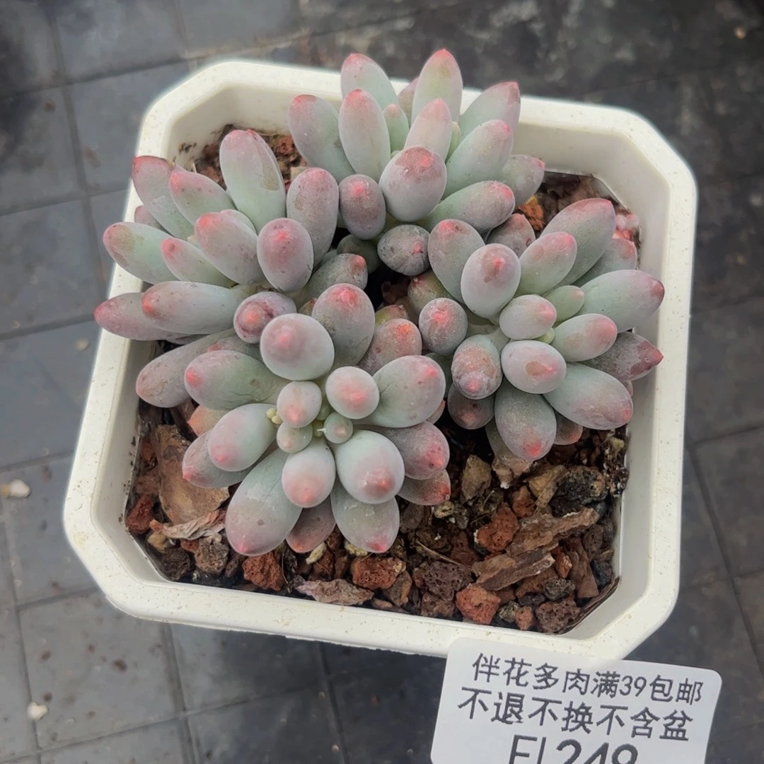 249-婴儿手中奶酪多肉5cm