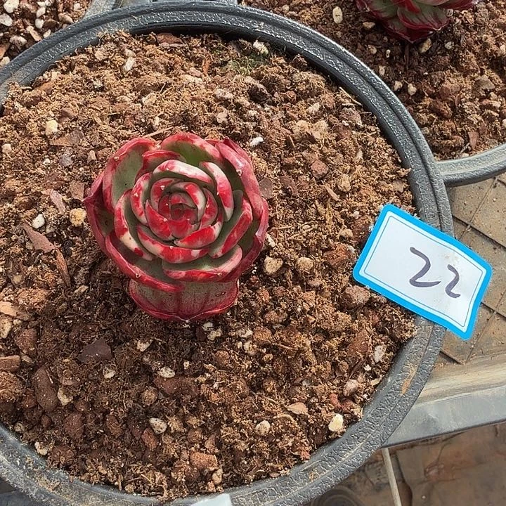 22/..../..？4441111111