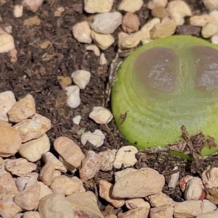 4880888888878889686585