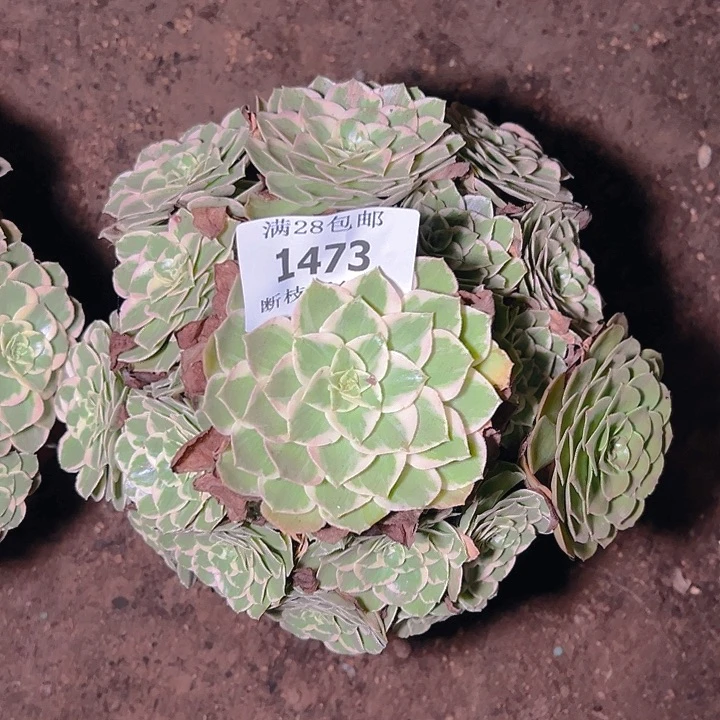 1473水蜜桃多肉植物
