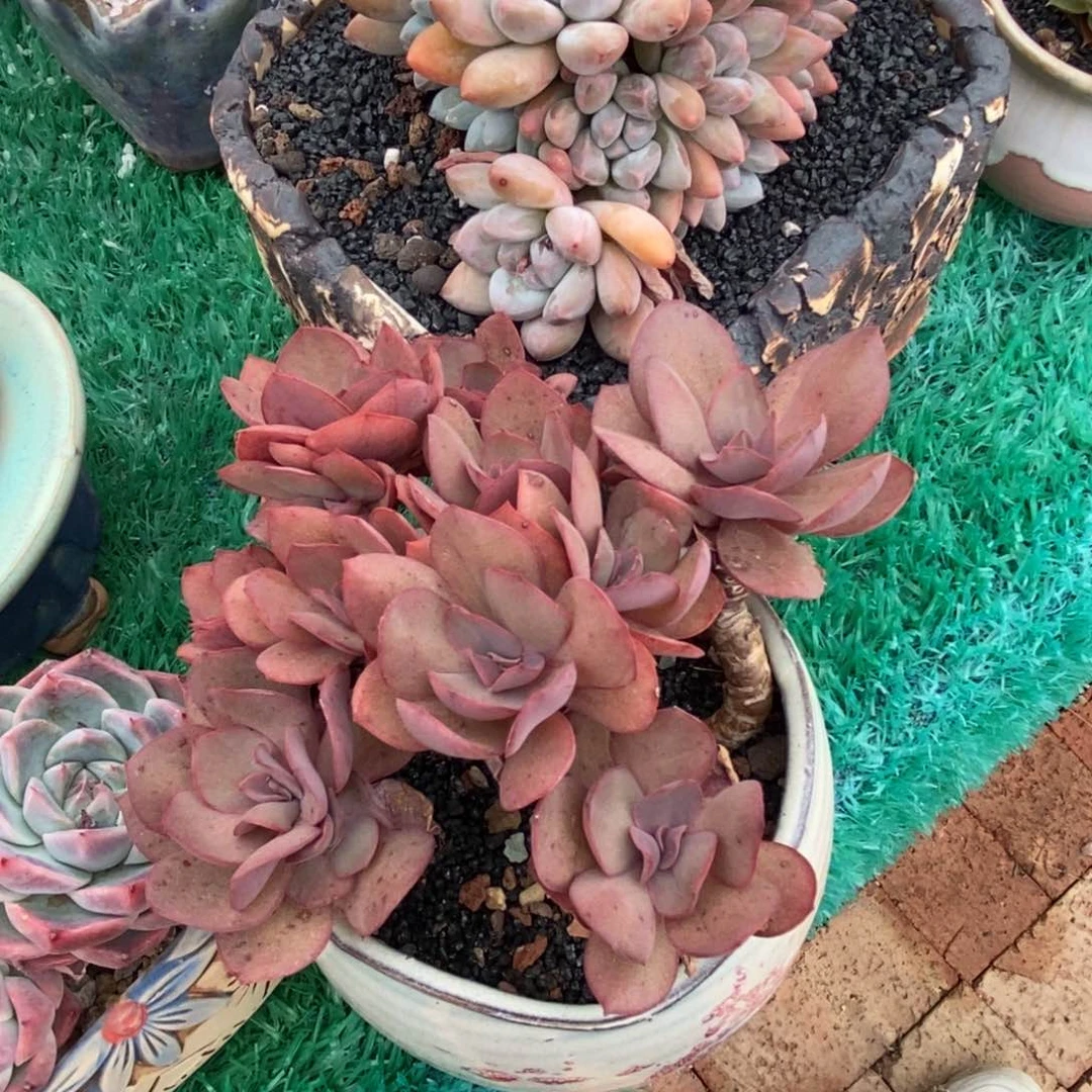 喵*酱喵多酱秀妍带盆多肉植物