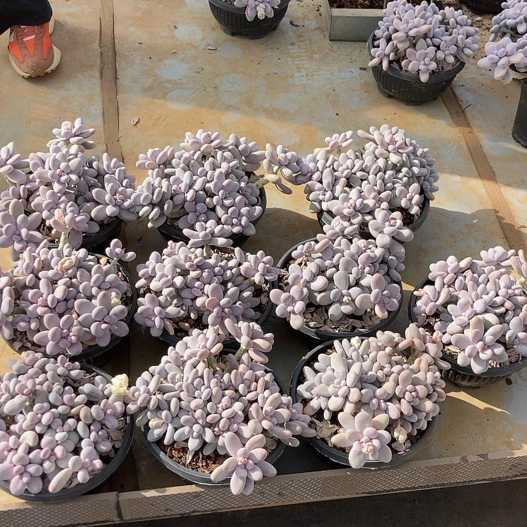 29-2奶酪随机多头图片