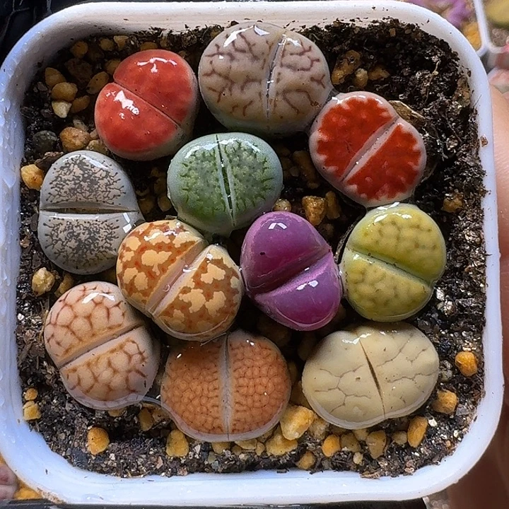 生石花121111。  208