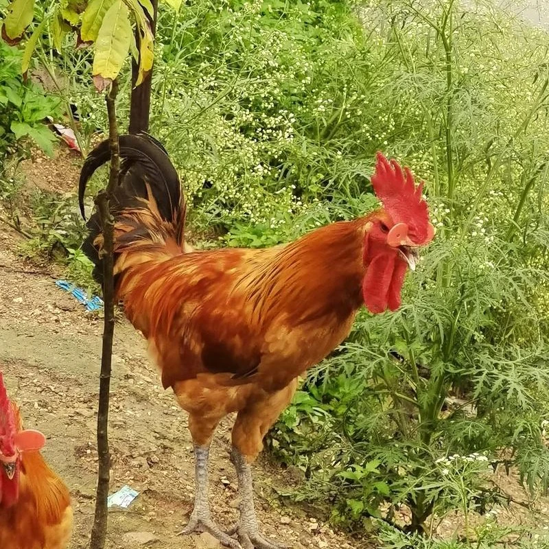 贵州农村散养大公鸡2只新鲜现杀顺丰包邮烧烤食材鸡肉同城配