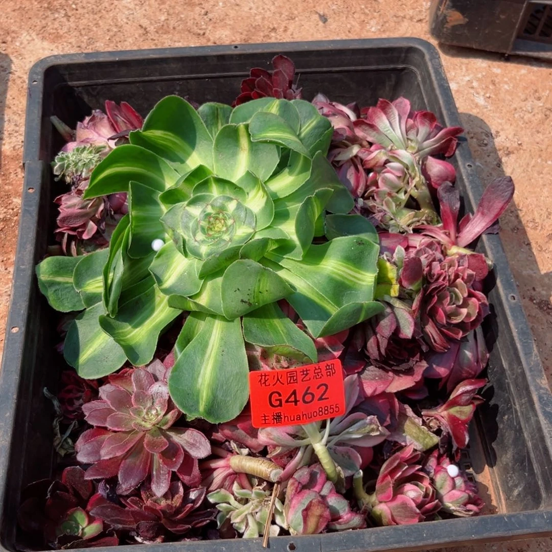 组合462多肉植物