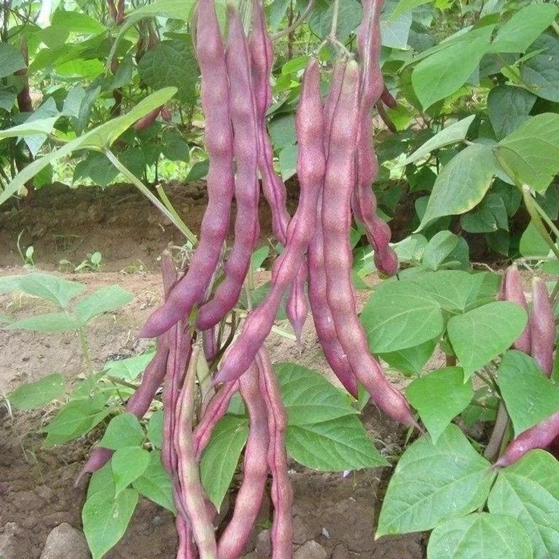 秋紫豆摘不败种子春秋紫架豆角芸豆豇豆蔬菜种籽庭院栽培早熟高产