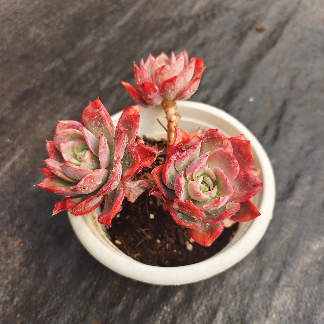 【绮罗】多肉植物 老桩奶油玫瑰多肉植物庭院美观好养新手适合